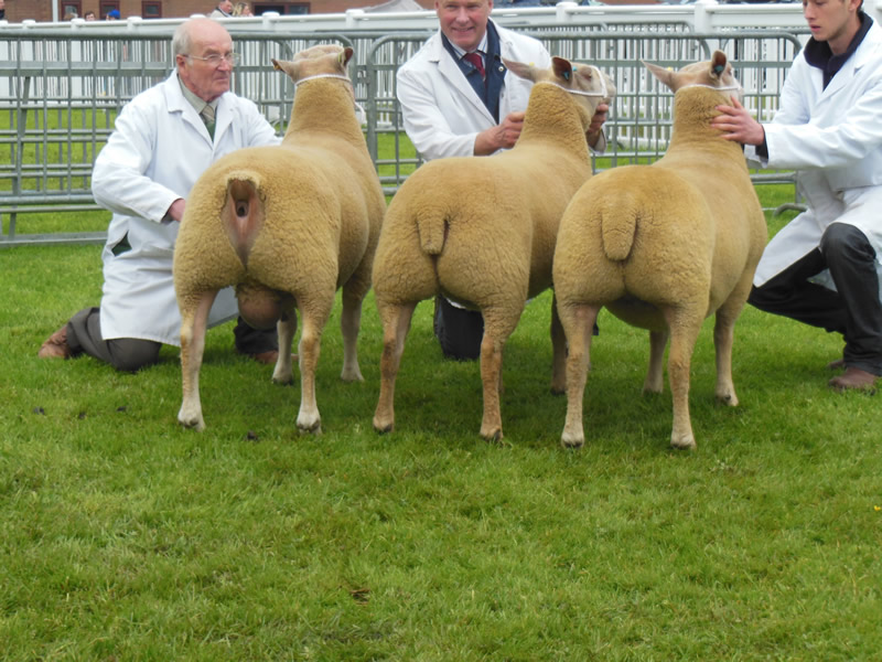 1st Prize Group of Three and Interbreed Group with Glyn Coch Main Man, Edstaton Madison and Edstaston Miss Maldives